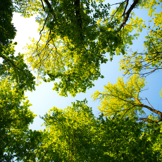 tree branches and sky